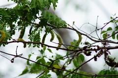 Piptadenia obliqua
