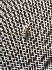 Tabanomorpha