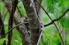 Piptadenia obliqua