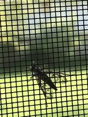 Tabanomorpha
