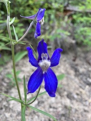 Delphinium bicolor