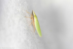 Draeculacephala navicula