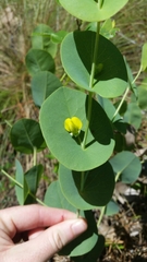 Baptisia perfoliata