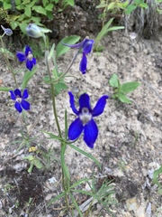 Delphinium bicolor