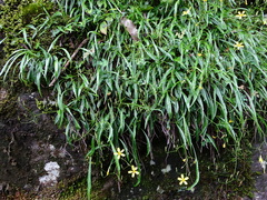 Ixeridium transnokoense