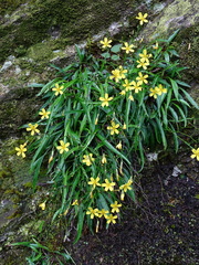 Ixeridium transnokoense