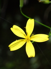 Ixeridium transnokoense