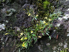 Ixeridium transnokoense