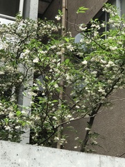 Styrax japonicus