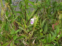 Arethuseae