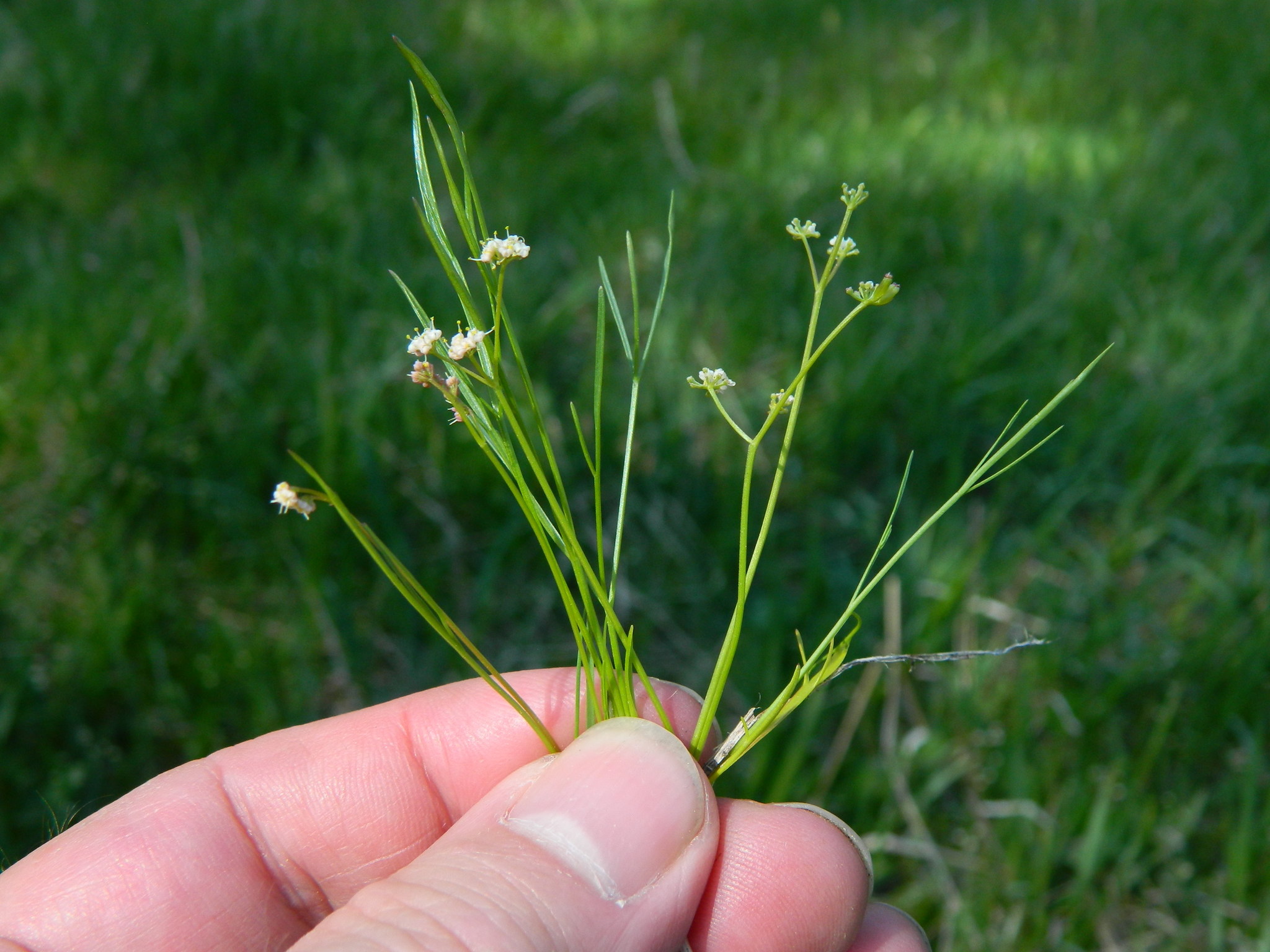 Tauschia tenuissima