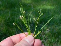 Tauschia tenuissima