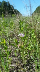 Dyschoriste oblongifolia