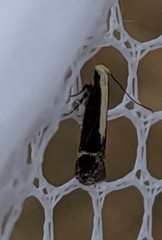 Aroga paraplutella
