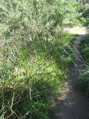 Machaerina rubiginosa