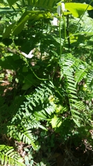 Astragalus michauxii