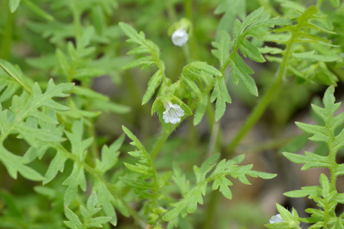 Ellisia nyctelea