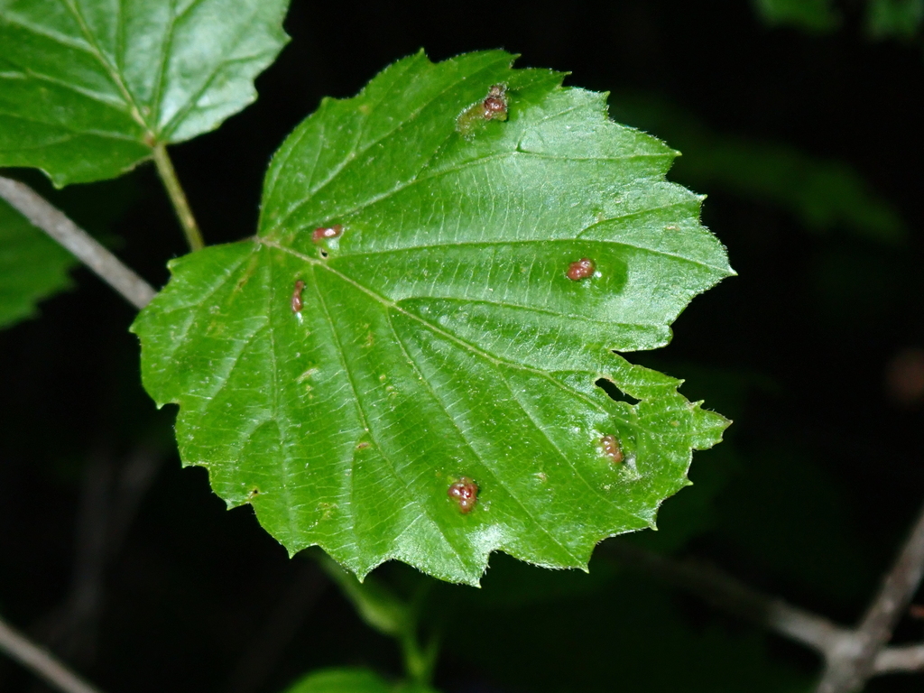 Eriophyes paraviburni