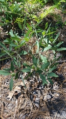 Baptisia lanceolata