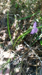 Callisia rosea
