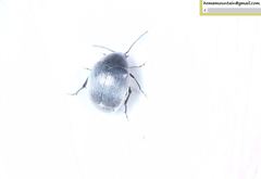 Spermophagus sericeus