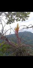 Tillandsia fasciculata