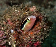 Aspidontus dussumieri