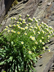 Erigeron morrisonensis morrisonensis