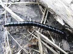 Notodesmus scotius