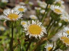 Erigeron morrisonensis morrisonensis
