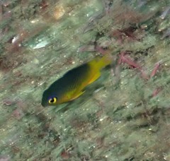 Plectroglyphidodon gascoynei