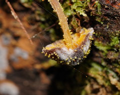 Neobarya agaricicola