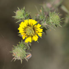Centromadia parryi australis