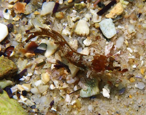 Banded weedfish (Heteroclinus whiteleggii) — Clinidae