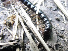Notodesmus scotius