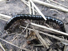 Notodesmus scotius
