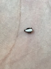 Phylloxera notabilis