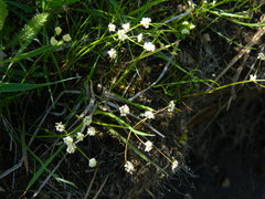 Tauschia tenuissima