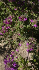 Dalea saffordii