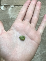 Phylloxera notabilis