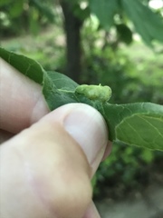 Phylloxera notabilis