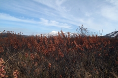 Myrica gale tomentosa