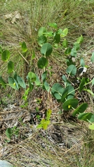 Baptisia perfoliata