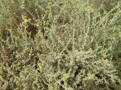 Centromadia parryi australis