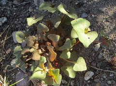 Claytonia rubra