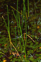 Eleocharis equisetoides