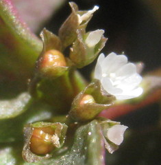 Claytonia rubra