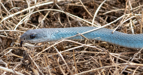 Western Yellow-bellied Racer photographed in California