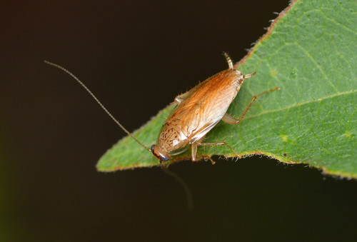 Cariblatta lutea · Naturalista Costa Rica