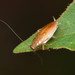 Small Yellow Cockroach - Photo (c) Robby Deans, some rights reserved (CC BY-NC), uploaded by Robby Deans